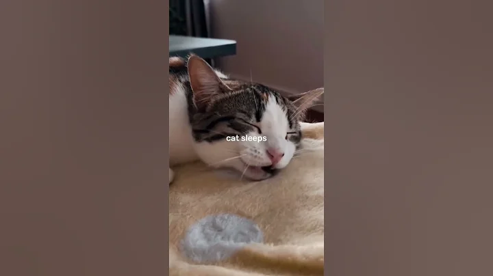 Video 11690791: cat sleeping compilation, funny cat compilation, adorable little kittens, animals kitten adorably, kitten playing adorable