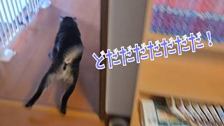 Full-of-Energy Cat [Living with 4 Cats 1657s] - YouTube