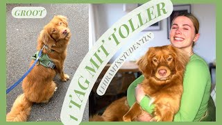 1 Tag mit Hund: Lehramtsstudium und Leben mit NovaScotiaDuckTollingRetriever 'Groot' // Toller