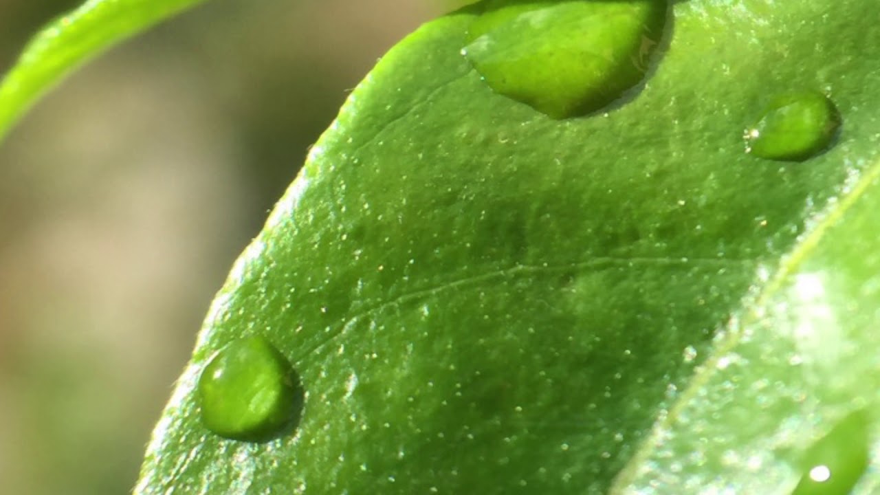 Macro Photo with Iphone 6