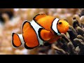 Рыба-клоун (Amphiprion)