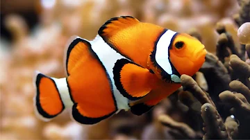 Рыба-клоун (Amphiprion)