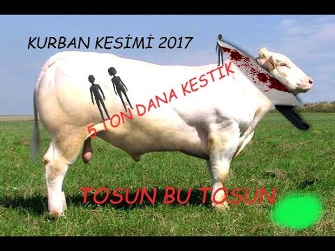 KURBAN KESİMİ 2018 ( OHA) DANA  KESTİK TOSUN BU TOSUN