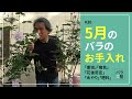 #30 5月のバラのお手入れ【バラの育て方:5月】
