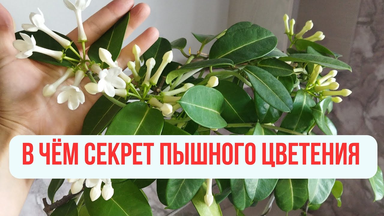 Стефанотис 😍🔥 Мадагаскарский жасмин  как добиться обильного цветения#сефанотис