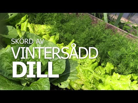 Video: Dill Skadedjur