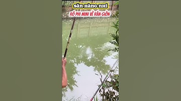 #shorts Săn Rô Phi Suối Mini Về Rán Giòn #youtubeshorts #caucatv2 #cauca