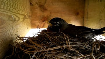 Robin Nesting - day 2 timelapse