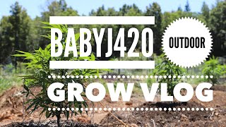 Outdoor Grow Vlog Ep.7 Weeding Out The Males!