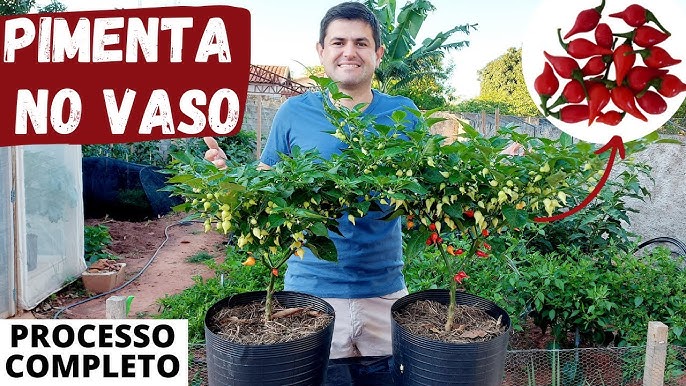 COLHEITA FELIZ : A PLANTAÇÃO DE PIMENTA QUASE NÃO VINGOU! 