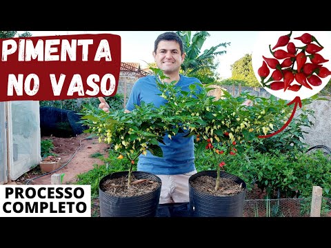 Vídeo: Planta de Pimenta Jalapeno: Cultivando e Cuidando de Pimentas Jalapeno
