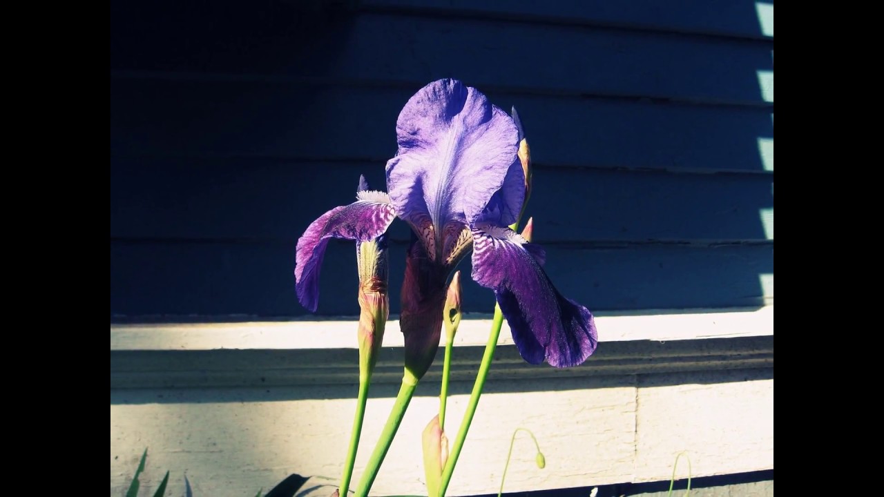 youtube editor apk Garden - Spring has Sprung! - by missy cat