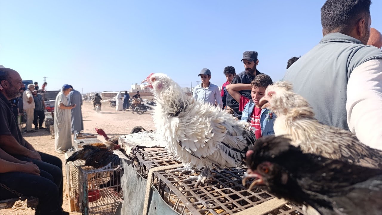 سوق الطيور في معاره مصرين يوم الجمعة حمام ارانب عصفور بط وز دجاج بتاريخ 2025/10/3رقم اتوصل0968103014