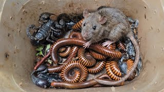 Chasing, Catching a Small Rat🐀 With Other Exotic Animals Black Scorpions, Giant African Millipede...