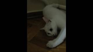 Ğelenceli Kanal Misketi Tanıtıyorum Canım Kedim