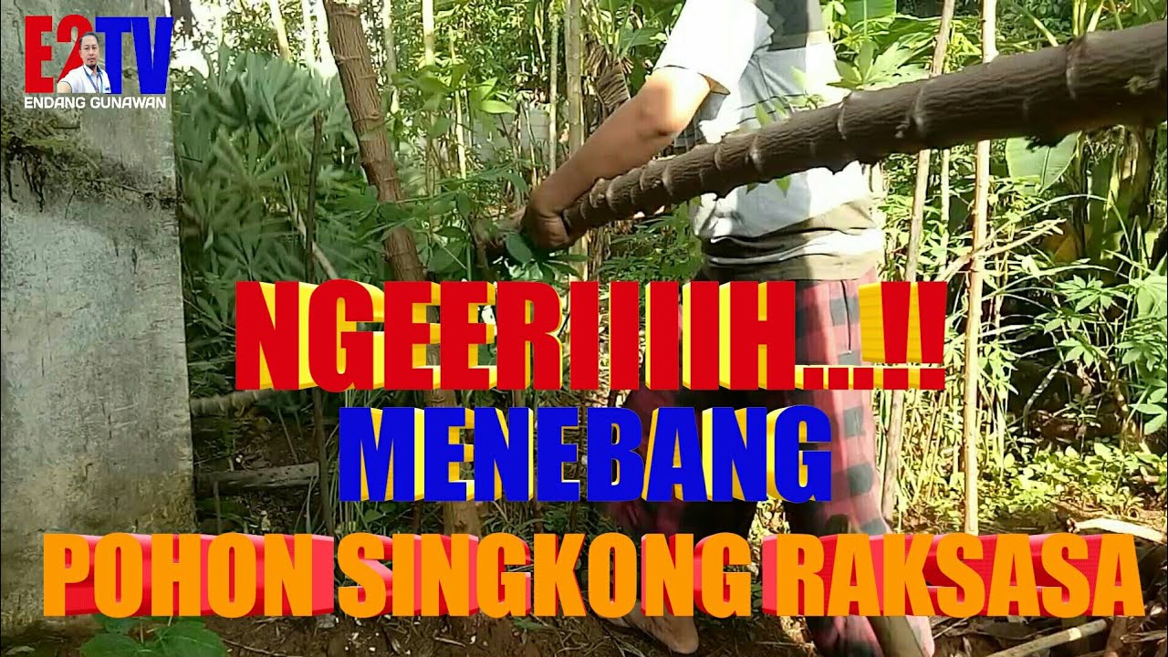 MENEBANG POHON SINGKONG RAKSASA BATANG SINGKONG TERBESAR YouTube