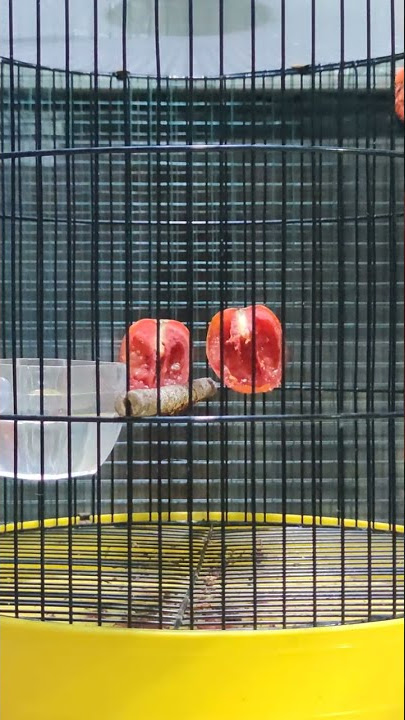 Burung Kemade Cabean Tangkapan Liar Makan Tomat