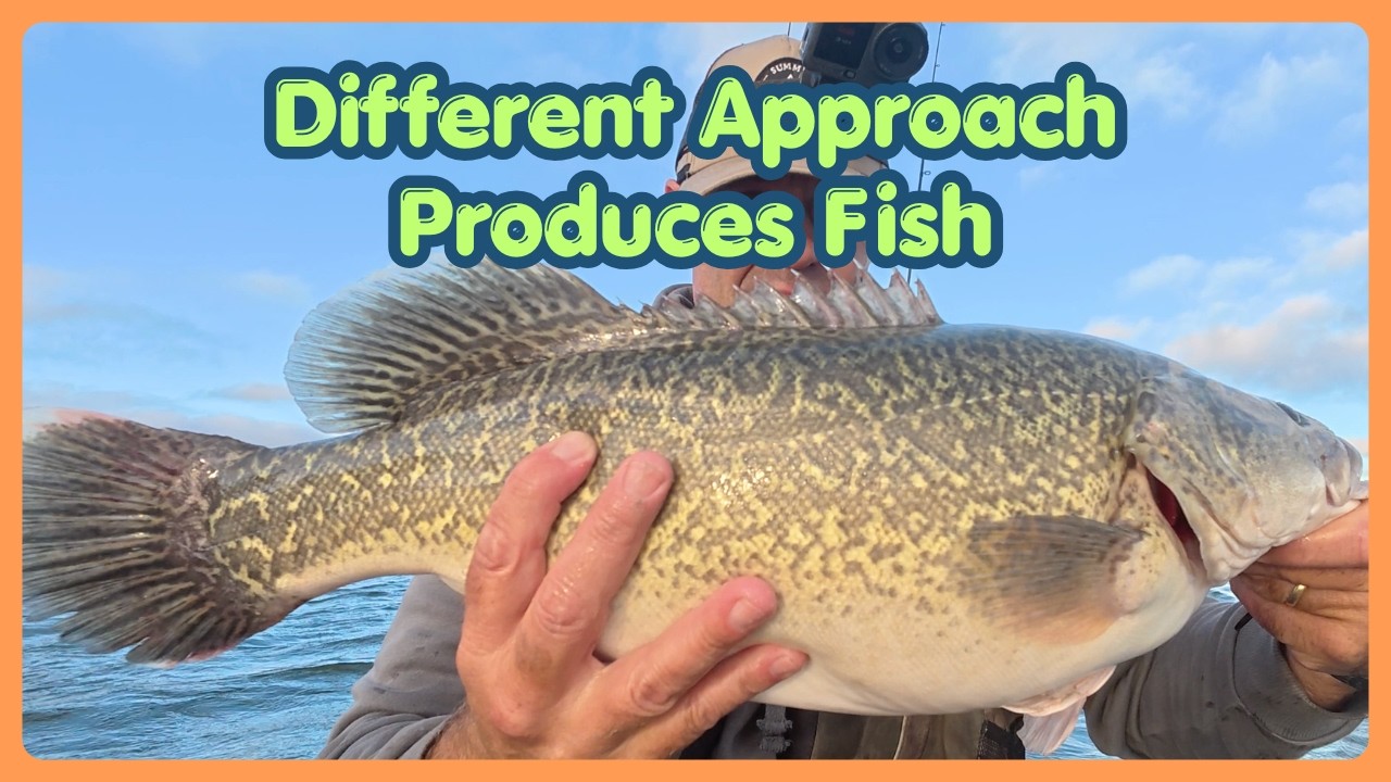 Red Fin Cod Early Bird Catches the Cod and Redfin - YouTube