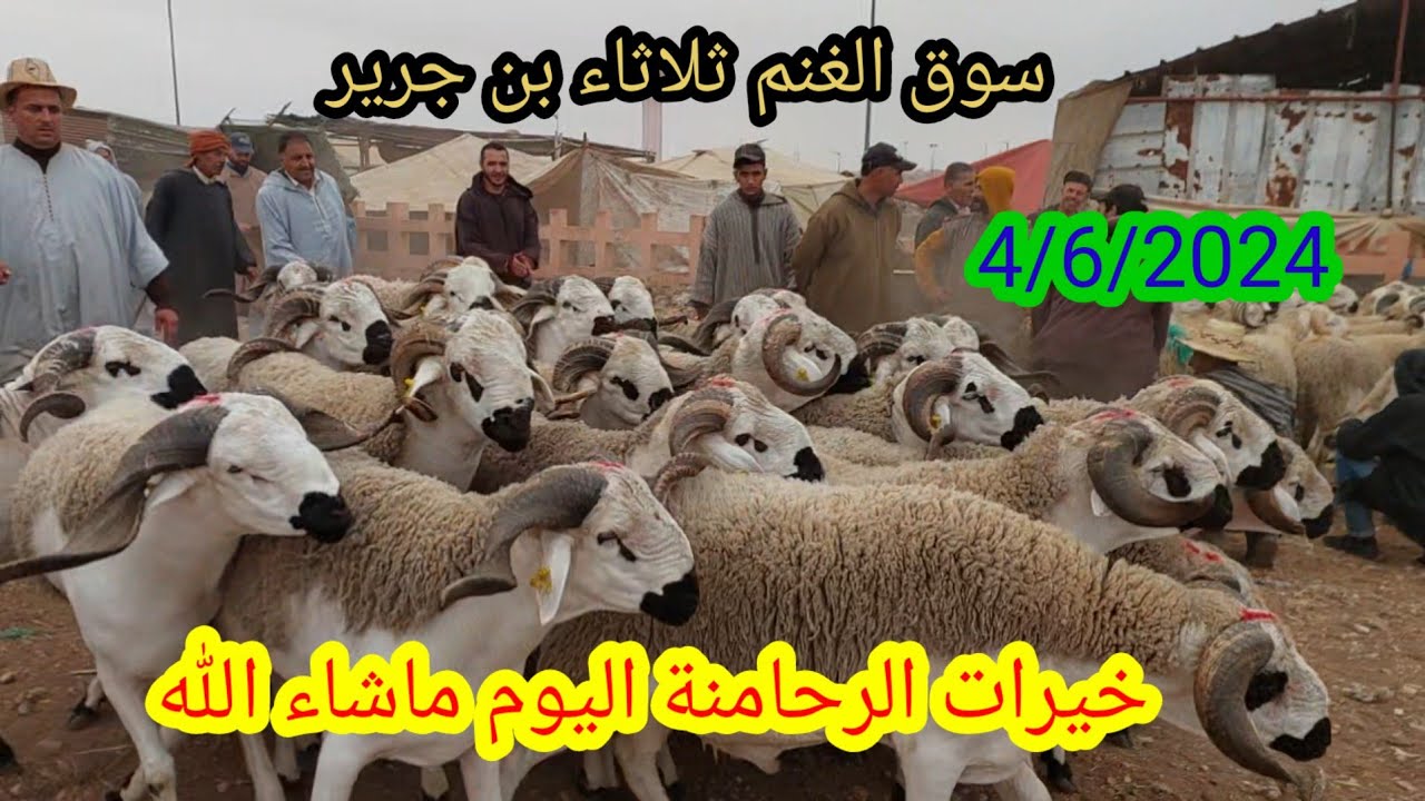 الله على سوق الأغنام ثلاثاء بن جرير إقليم الرحامنة تمن الحولي عيد الأضحى بتاريخ 4/6/2024#فرجة_ممتعة
