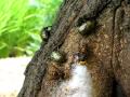 クヌギの樹液に集まる昼の昆虫たち