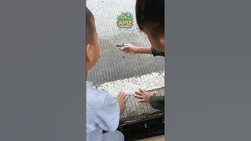 Hunting insects in the forest, found a butterfly hit by a motorcycle #catchinsects