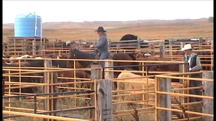 Hagan Ranch Horses 2014 Bailey