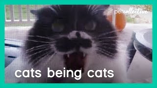 Cats Being (Cruel) Cats | The Pet Collective