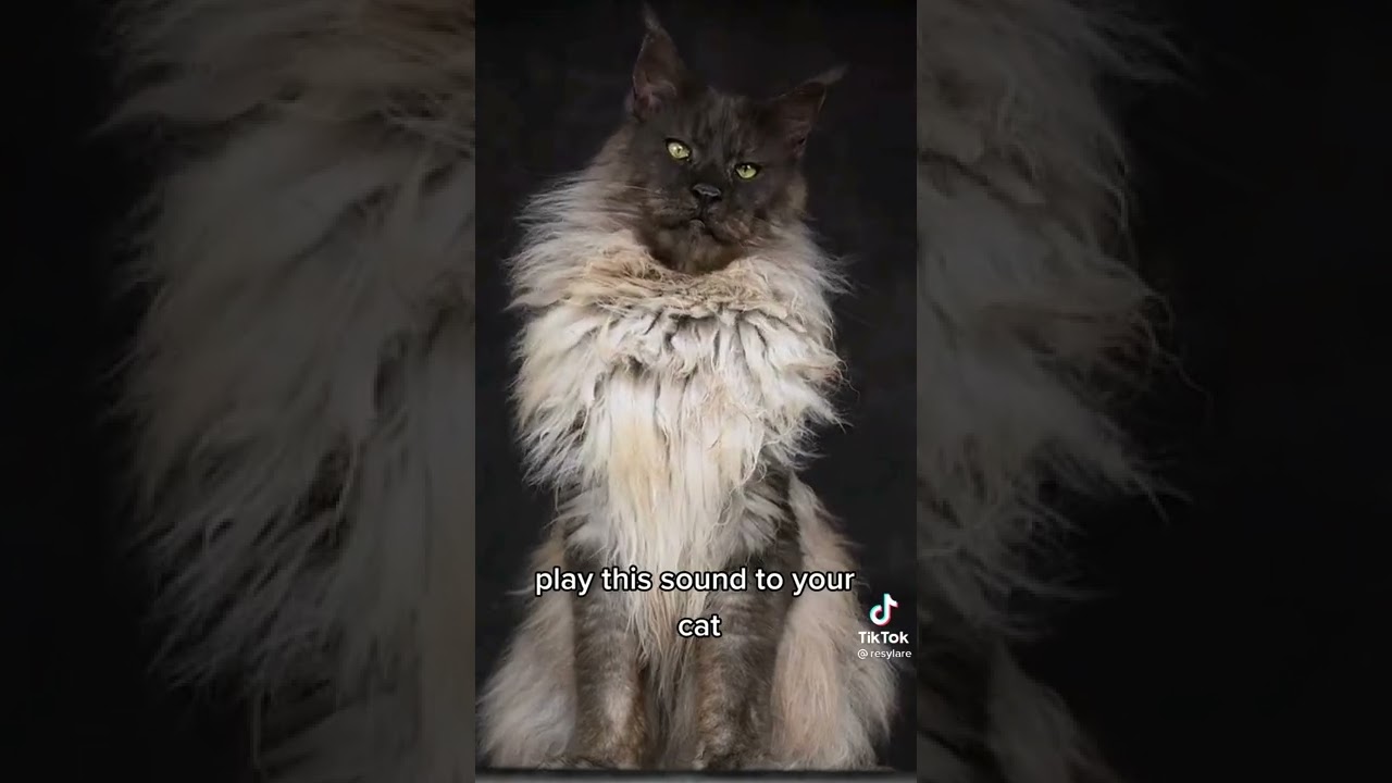 Egyptian Music Play for gorgeous cat. Watch his fur grow.
