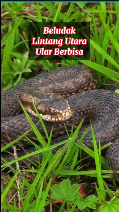 Beludak Lintang Utara Ular Berbisa