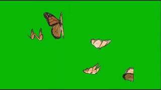Футаж бабочки на зеленом фоне