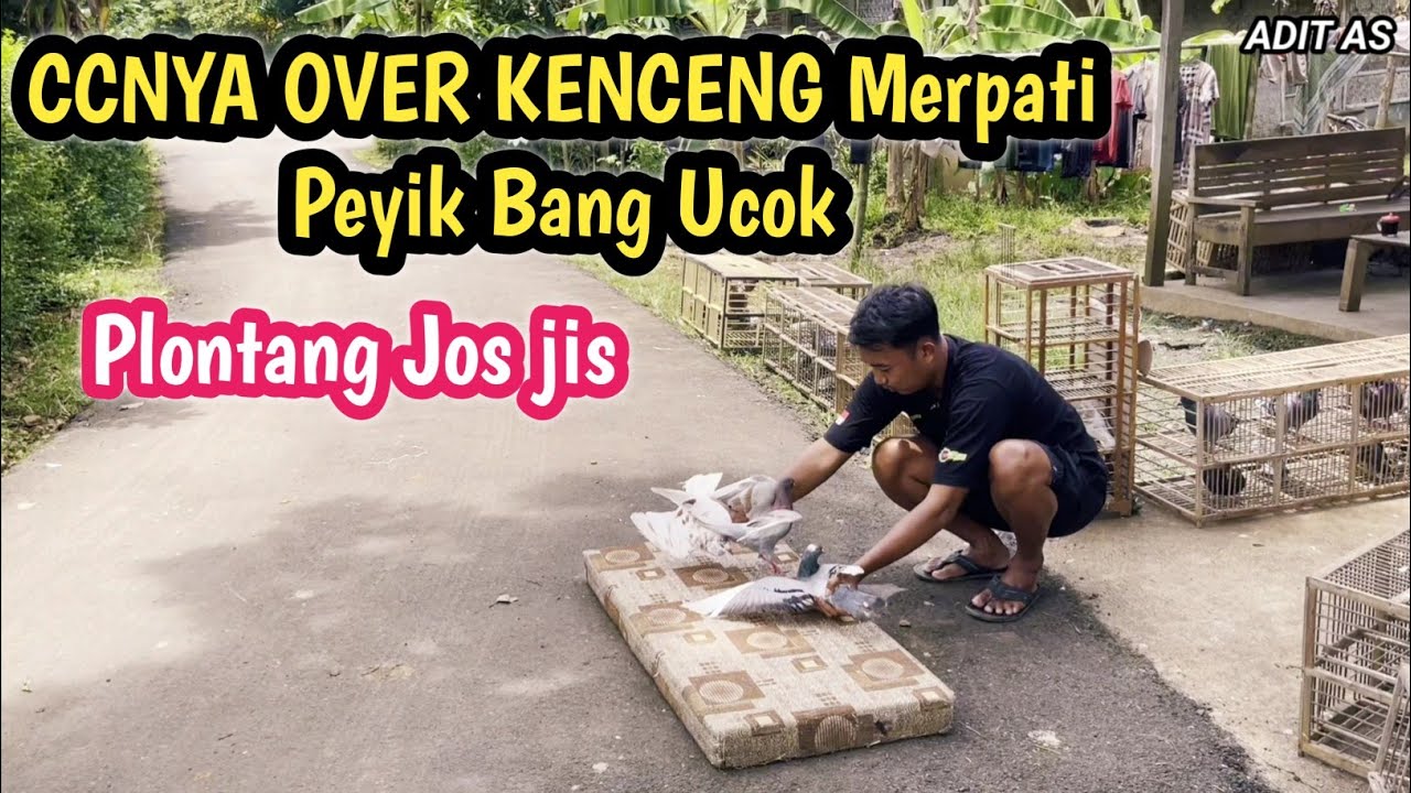 Peyikan Merpati Over CC Punya Bang Ucok‼️