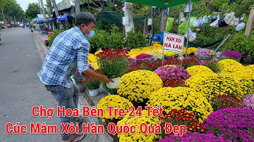 Chợ Hoa Bến Tre 24 Tết| Cúc Mâm Xôi Hà Lan - Hàn Quốc quá đẹp hút hàng dịp tết
