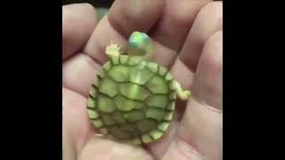 E De Dereter O Coração