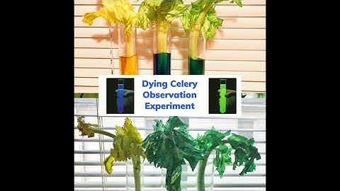 Science Activity: Celery Observation Experiment👀
