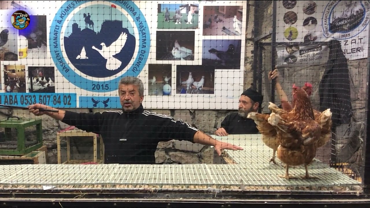 2023 de toplam 100 mezat videosu