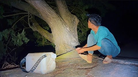 Cắm Câu Đêm Vùng Biên Giới Loại Cá Này Nhiều Kinh Khủng 