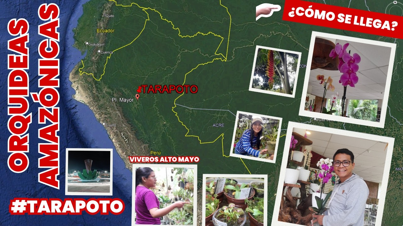 TARAPOTO | ORQUIDEAS AMAZÓNICAS vivero Alto Mayo #viralvideo #orquideas  #tarapoto #gersonventuro