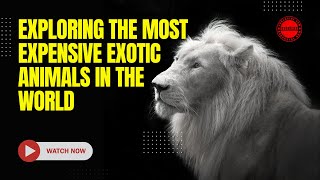 Exploring the Most Expensive Exotic Animals in the World by UniqueFact 239 views 1 month ago 6 minutes, 10 seconds