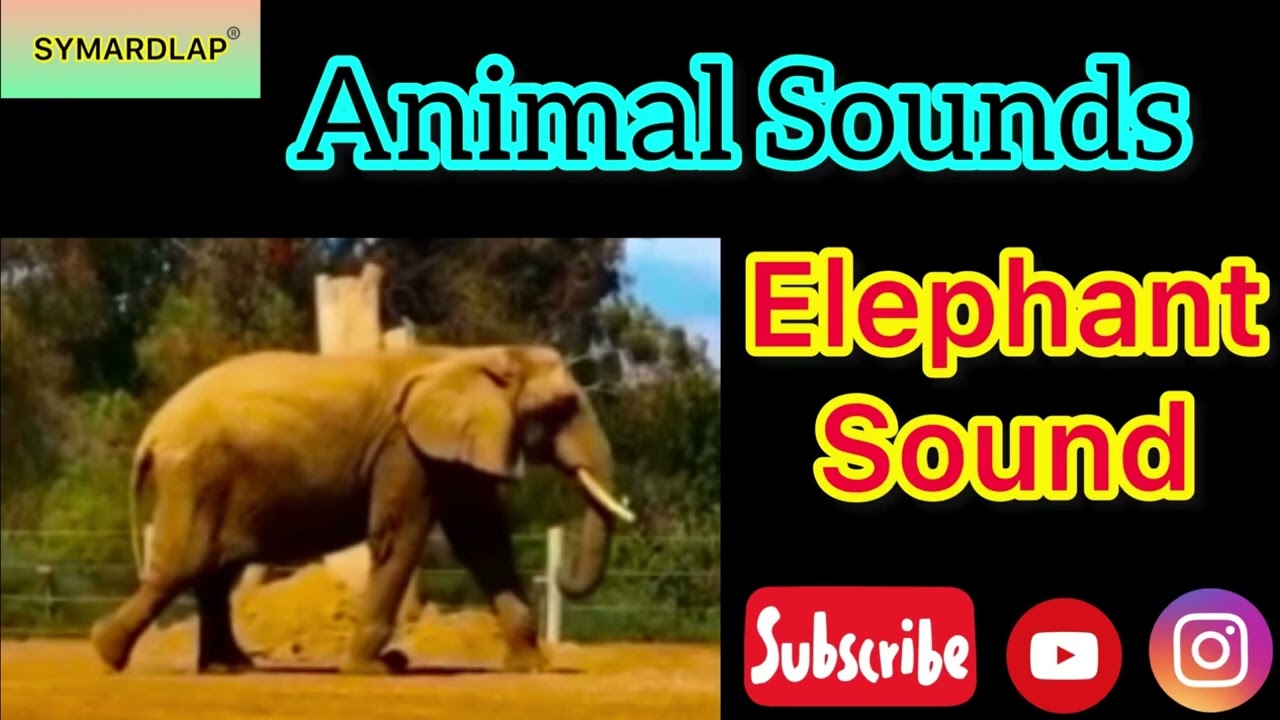 Animal Sounds | wild animals | Elephant voice | Elephant Sound | Roar Sounds 
