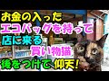 お金の入ったエコバッグを持って店にやってくる買い物猫。後を付けたら驚愕の出来事が【猫の不思議な話】【朗読】