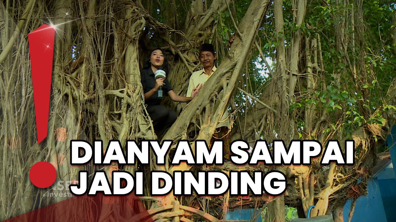 Pak Jalal dari Sidoarjo Nyaman 21 Tahun Tinggal Akar Pohon Beringin