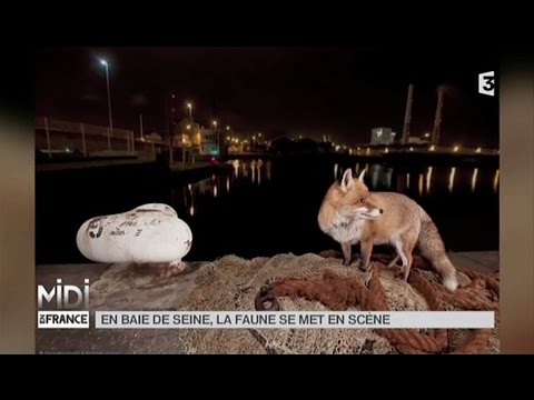 Vidéo: Mini-ferme de bricolage. Animaux en feutre réalistes Kiyoshi Mino