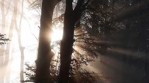 FREE Stock Footage -Trees, Sunlight and Nature