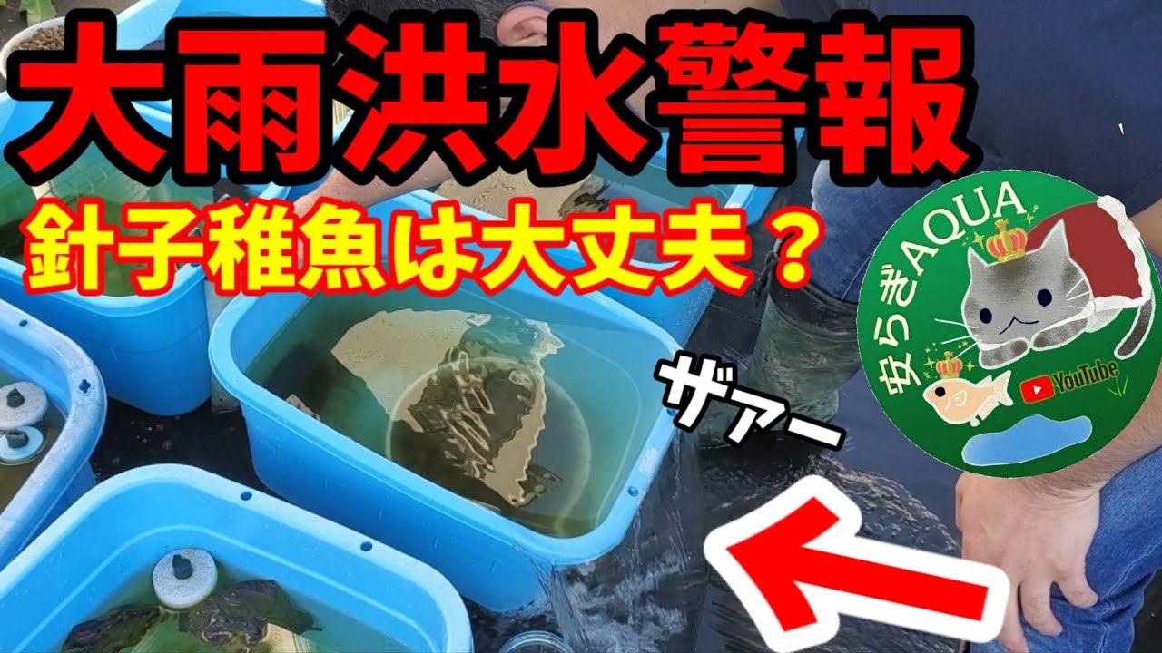 大雨洪水警報 メダカ屋外飼育の針子稚魚は生きているのか 21年春 ブラインシュリンプ 新ベトナム産 ソルトレイク産 ドラゴンブルー オーバーフロー対策 安らぎaquaちゃんねる Youtube 大雨洪水警報 メダカ屋外飼育の針子稚魚は生きているのか 21年春 ブラインシュリンプ 新ベトナム産 ソルトレイク産 ドラゴンブルー オーバーフロー対策 安らぎaquaちゃんねる Youtube
