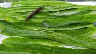 How to STOP SLUGS from Eating your Plants