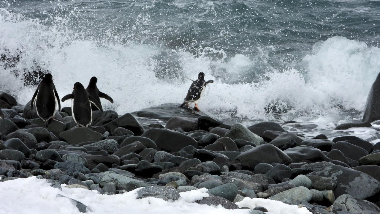Yankee Harbour & Edinburgh Hill – Antarktis November 2025