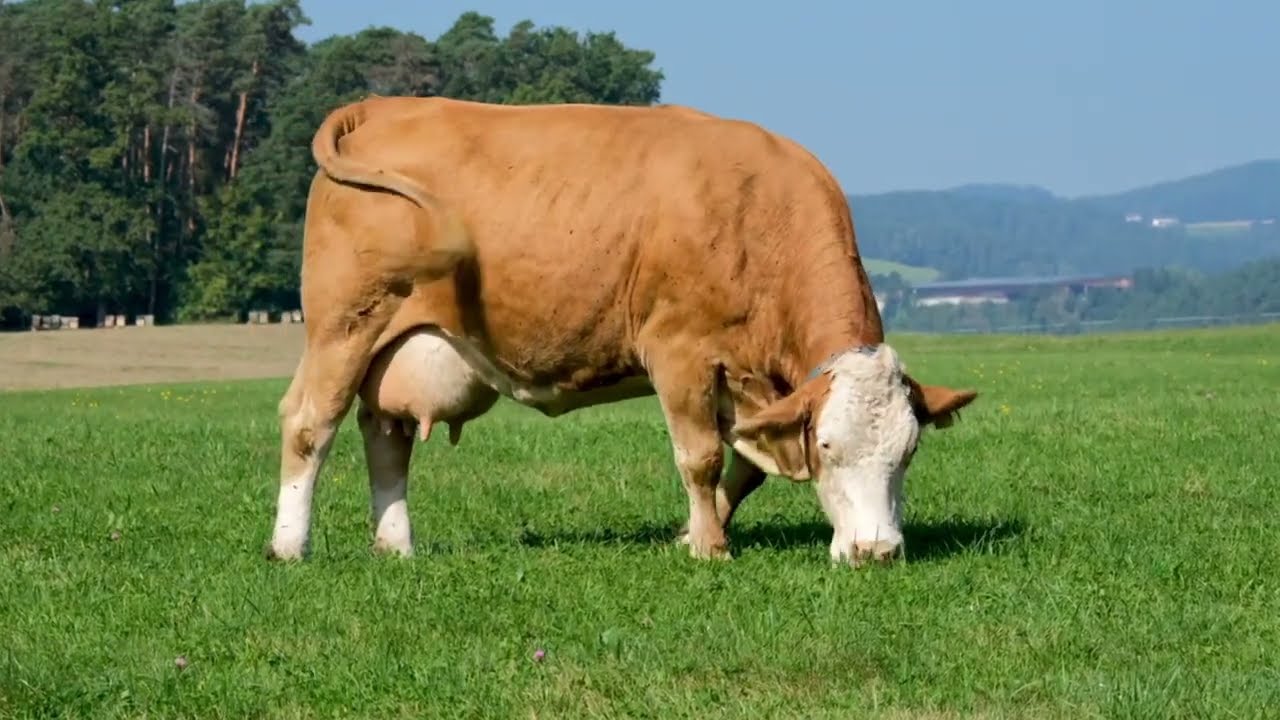 Cows with Sound Effects - Cow Sound Effects, Farm Animal Sound Effects for Editing!