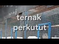 [short] day vlog ternak perkutut 🐦 || 26/10/2021