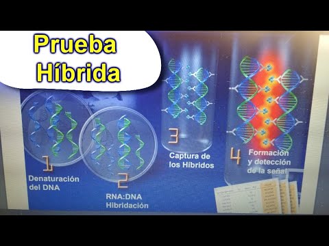 Prueba de híbridos,