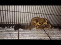 Sugar Glider Kawin